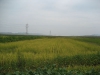 bokto-dsm-planted-rice-field-chondukri-sept-2006