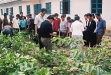 dr-ryu-yunpyong-of-hubei-ari-of-china-instructing-prunning-process-to-improve-cotton-production-july-2005