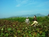 kim-duk-shin-mrs-d-c-chung-kim-joo-and-kim-ki-oakkorea-unification-network-inspecting-cotton-field-chonduk-ri-oct-2005