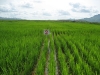 rice-var-test-planted-with-south-korean-transplanter